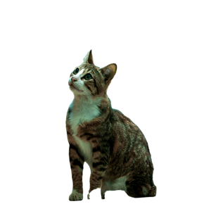 A Curious Stray Cat Gazes Upward In A City Alley, Showcasing Its Striking Fur Pattern. 15392 - Cat PNG image with transparent background